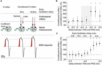 Excitability of Upper Layer Circuits Relates to Torque Output in Humans